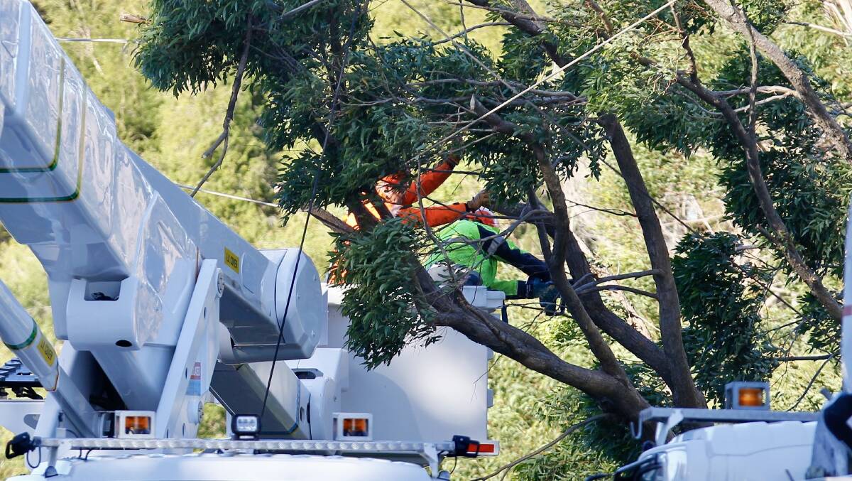 Emergency crews working to remove a tree that fell on powerlines on Squires Lane at Fairy Meadow. Picture by Adam McLean