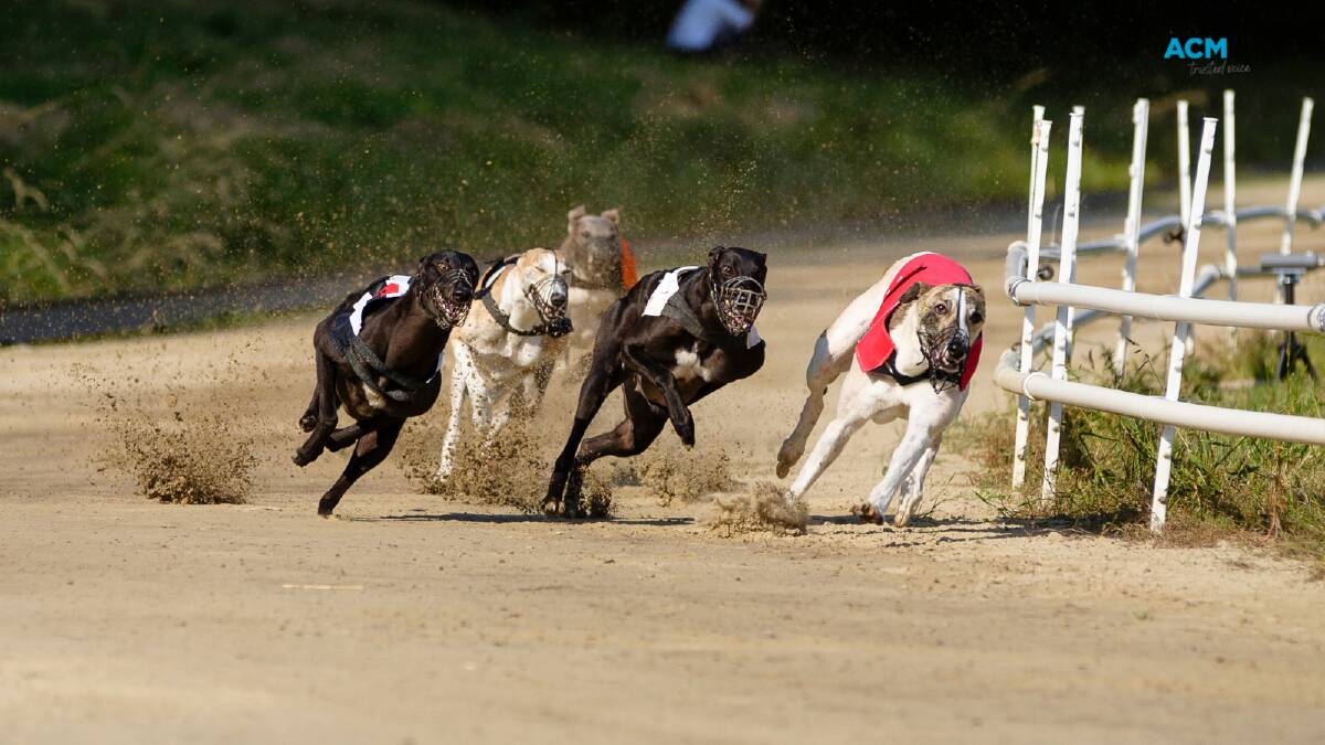 ARREST: A Central West NSW greyhound trainer has been charged after he allegedly gave his dog alcohol before a race. Picture: File