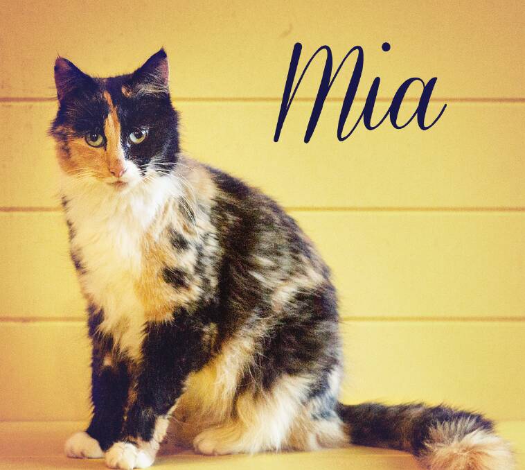 Sweet little Mia would bring happiness into your home