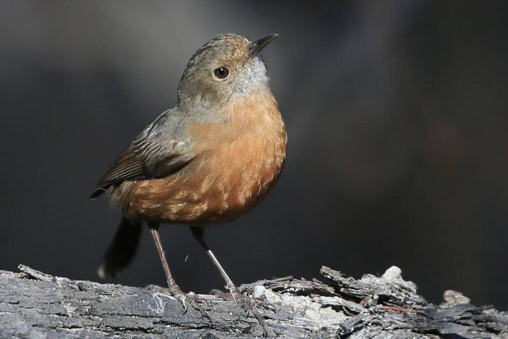 BirdLife Shoalhaven starts Bushfire Research Project | South Coast ...