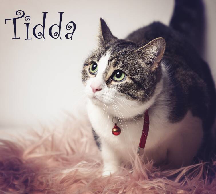 Meet the beautiful Miss Tidda