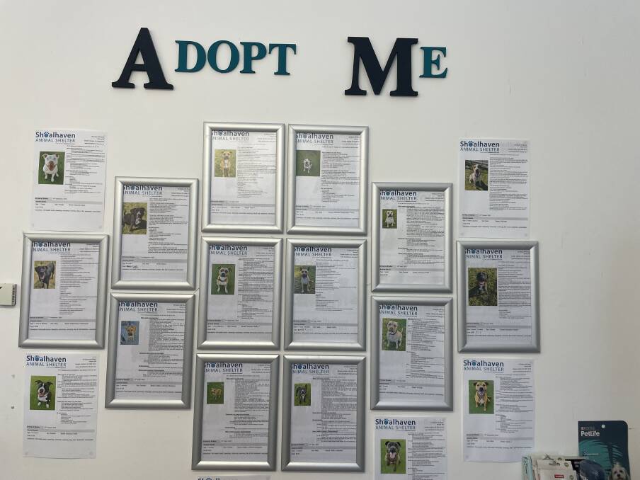 The shelter has so many dogs on its books that it has run out of frames.