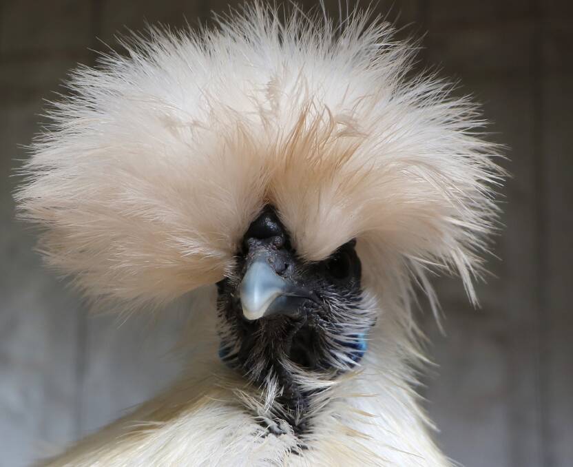 You are sure to see many interesting birds at Nowra Poultry Club’s annual show on Sunday July 15.