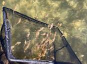 Dusky flathead stocks in the two popular Shoalhaven estuary systems have received a boost following the recent release of more than 21,000 flattie fingerlings. Picture supplied