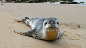 Seal on a beach. File photo