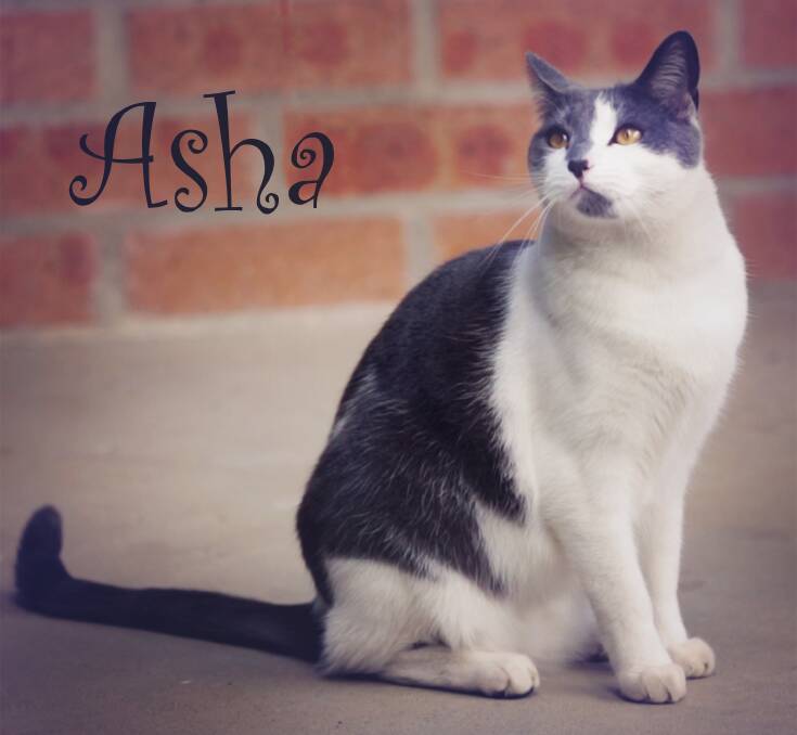 Friendly Asha purrs out for a family