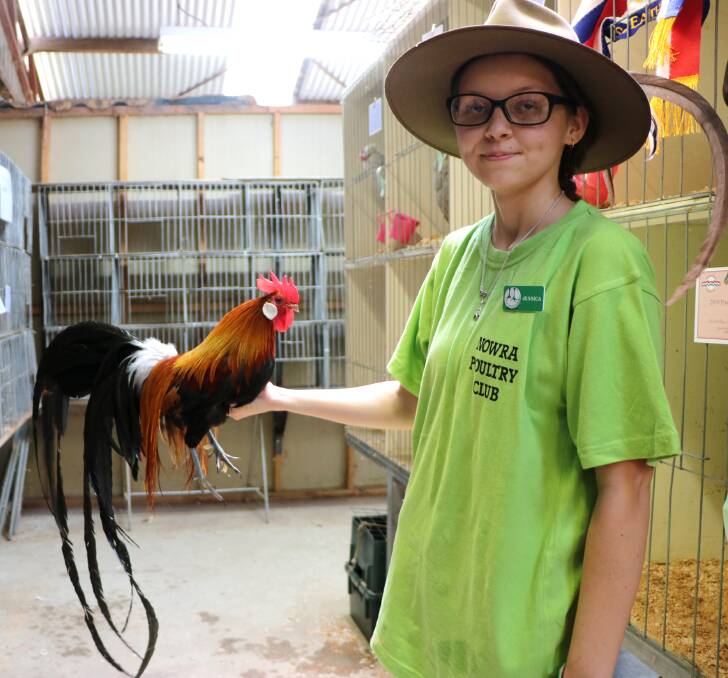Nowra Poultry Club member, Jessica Bonnitcha, with her Phoenix rooster.