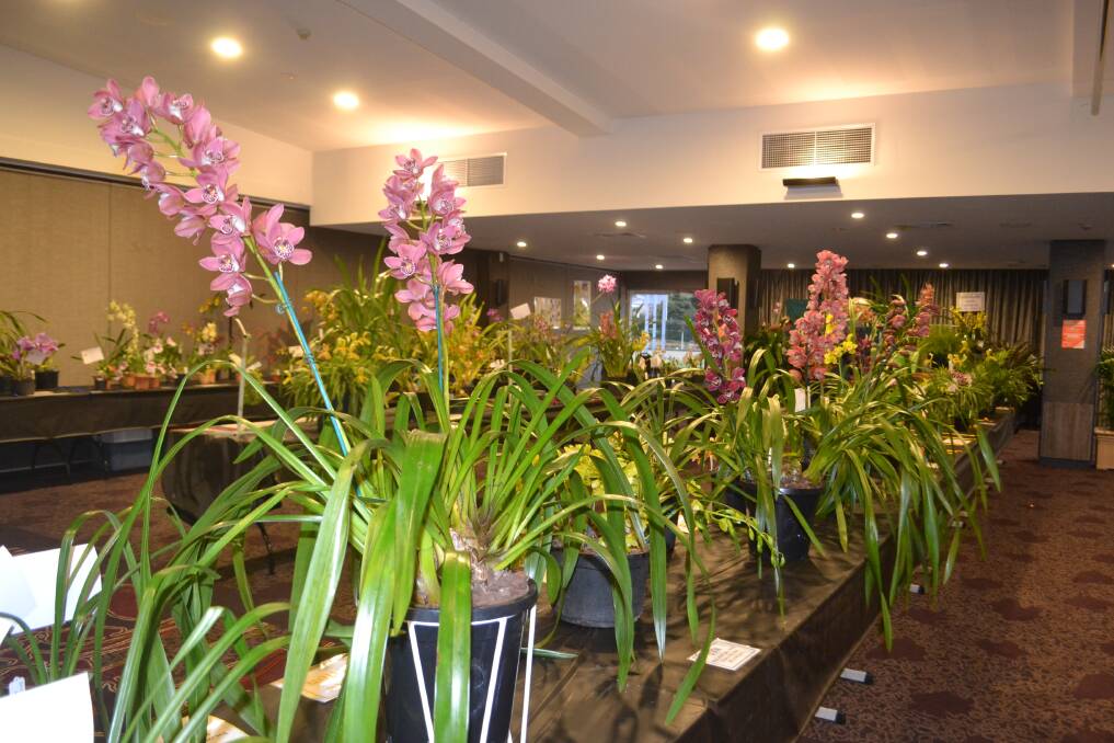 Orchid shows are back in full bloom in the Shoalhaven