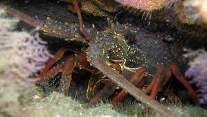Eastern rock lobster - image supplied