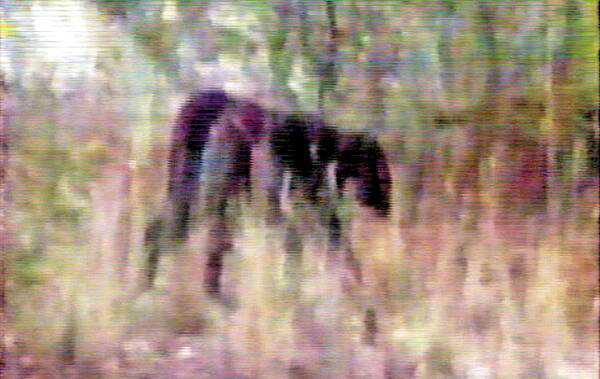 KITTY: Thought to be a panther, a large black animal has been seen wandering in the bush. Image courtesy Channel 9 A Current Affair.