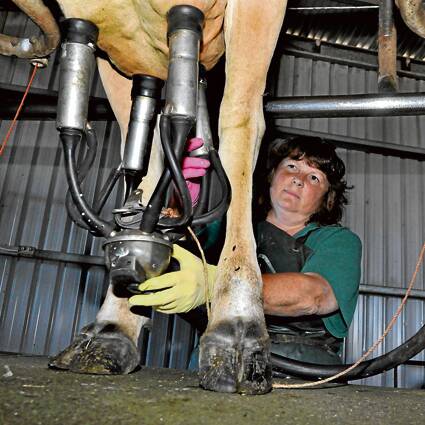 WORRIED: Brundee dairy farmer Tracey Russell milks her herd, but fears farmers may soon be milked by falling prices caused by a supermarket price war. Photo: ADAM WRIGHT