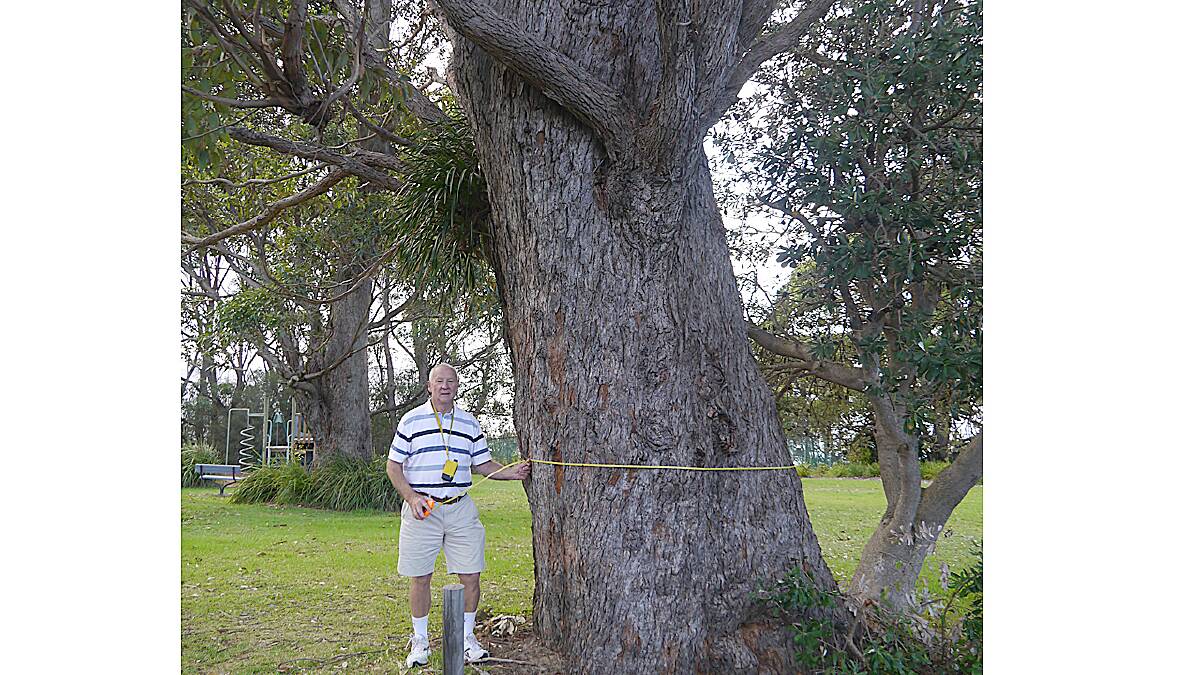 WHAT A BEAUTY: Self-confessed Sydney tree-hugger Derek McIntosh with the Bangalay, southern mahogany he discovered at Hyams Beach – the latest inclusion as a national champion in the National Register of Big Trees.