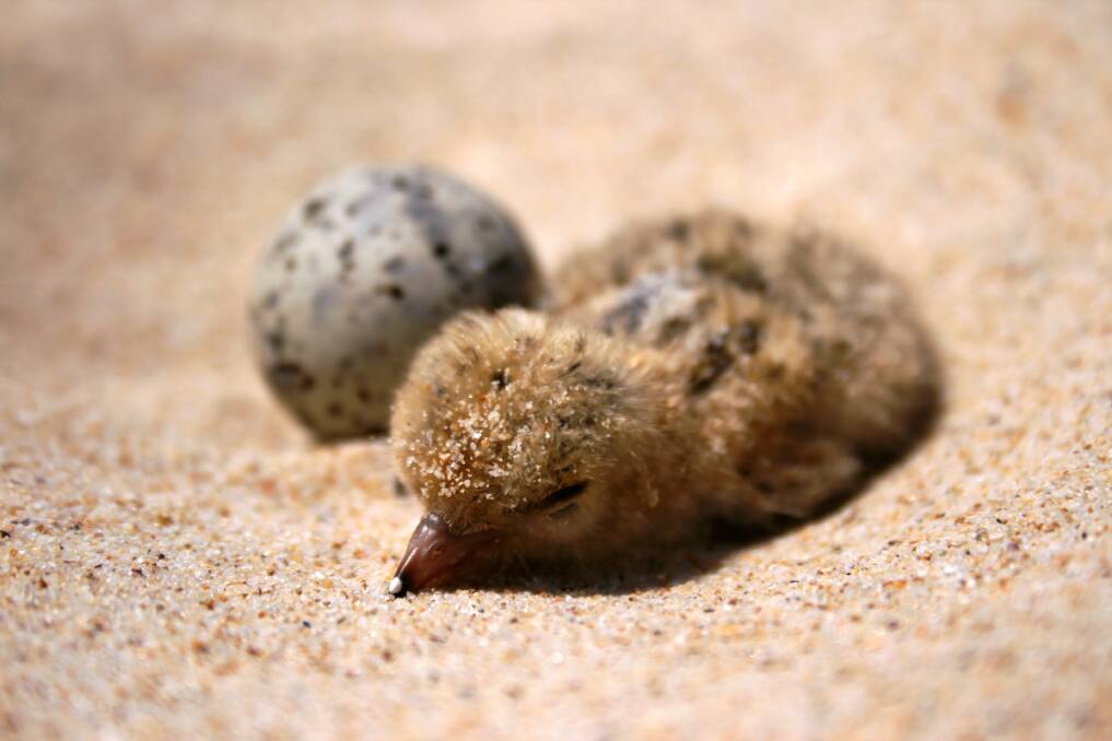 A little tern chick with egg.