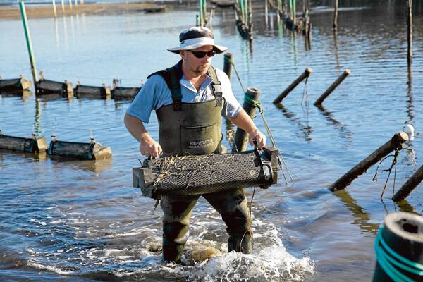 CLEAN-UP: South Coast oyster farmer Shane Buckley removes a old growing tray used to grow oysters.