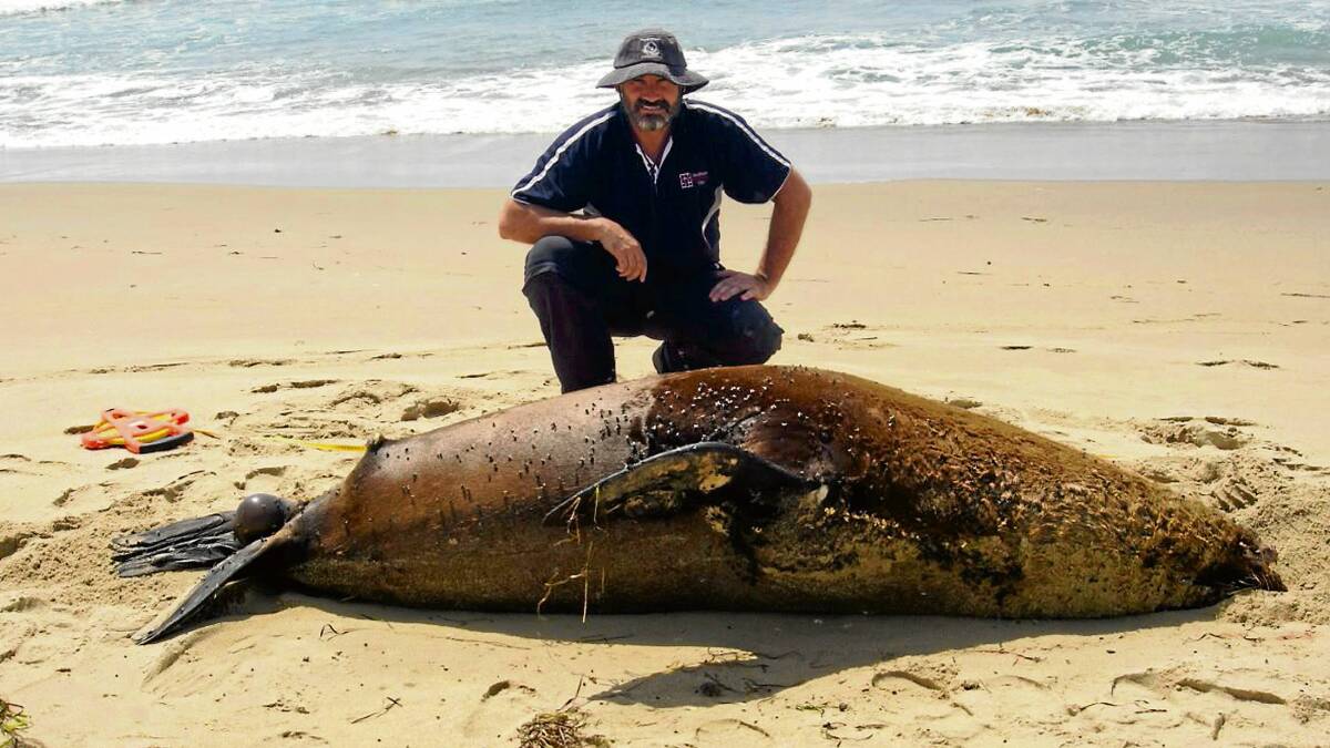 POST MORTEM: Veterinarian Justin Clarke from Shoalhaven Veterinary Clinic inspects the dead male fur seal that has been discovered on Comerong Island.  Photo: NATIONAL PARKS and WILDLIFE SERVICE 