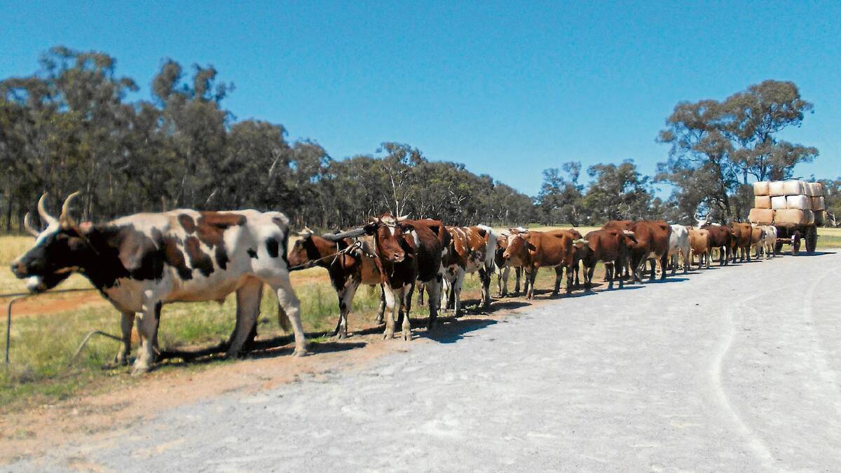 BEEFED UP: Twenty-four local bullocks, stretching for 36 metres, pull a five-metre cart with up to six tonnes of wool on board at the Barellan Working Clydesdales and Heavy Horses Good Old Days Weekend. 