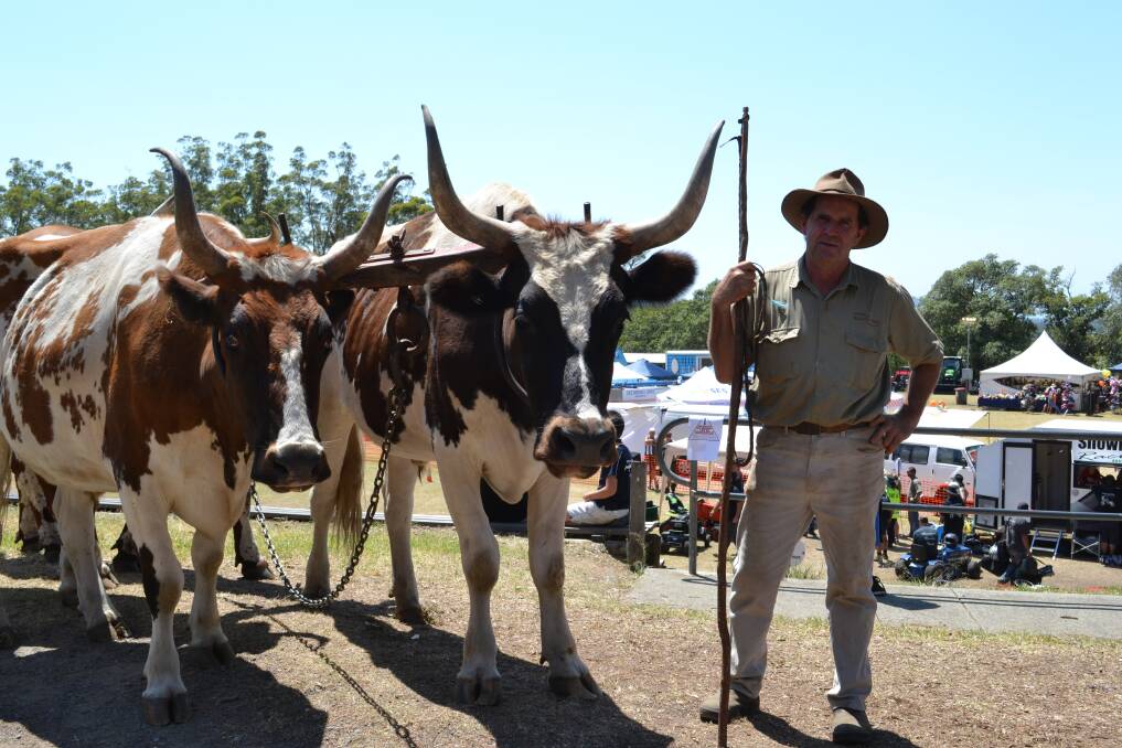 BULLOCK TEAM: Pictured at Nowra Show, Ron McKinnon with Spider and Bounce