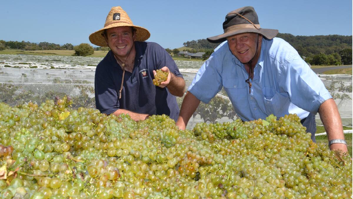 GREEN GOLD: Coolangatta cellar door manager Ben Wallis and estate owner Greg Bishop inspect the property’s first grape harvest for the season.
