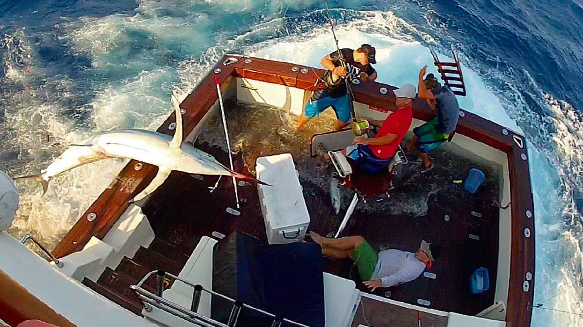 HOOKED: Craig Murphy in the white shirt takes a tumble while Simon Smithers of Kiama (in the red shirt) battles with the black marlin as it thrashes on the edge of the boat off Cairns, and a deck hand ducks for cover while being hit by a ladder flicked by the huge fish.