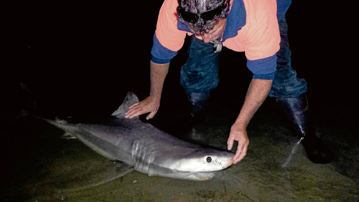 JAWS OF LIFE: Local ferry driver and fisho Danny Turner revive a juvenile great white shark that had beached itself in Berrys Canal in the Shoalhaven River last week.