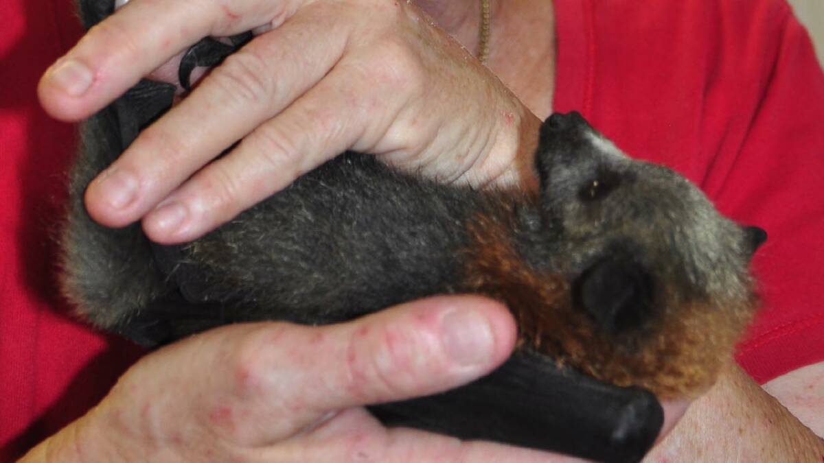DEVASTATED: Wildlife Rescue South Coast Inc’s Gerardine Hawkins with one of the rescued grey-headed flying foxes from the local colony that was decimated in Tuesday’s extreme heat.